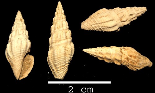 Crassispira sejuncta (Bellardi, 1877) - Pliocene